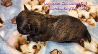 AKC Longcoat Chihuahua Girl , a female Chihuahua for sale in Canton, TX – Photo 6 of 10
