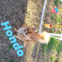 AKC Longcoat Chihuahua Girl , a female Chihuahua for sale in Canton, TX – Photo 10 of 10