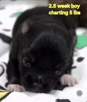 AKC Longcoat Chihuahua Blue Boy, a male Chihuahua for sale in Canton, TX – 2 of 9