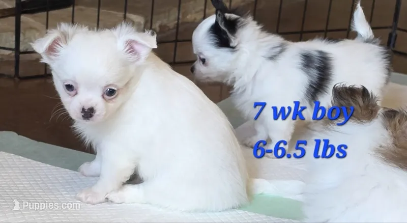 AKC Longcoat Chihuahua Boy  – Chihuahua puppy for sale in Canton, TX