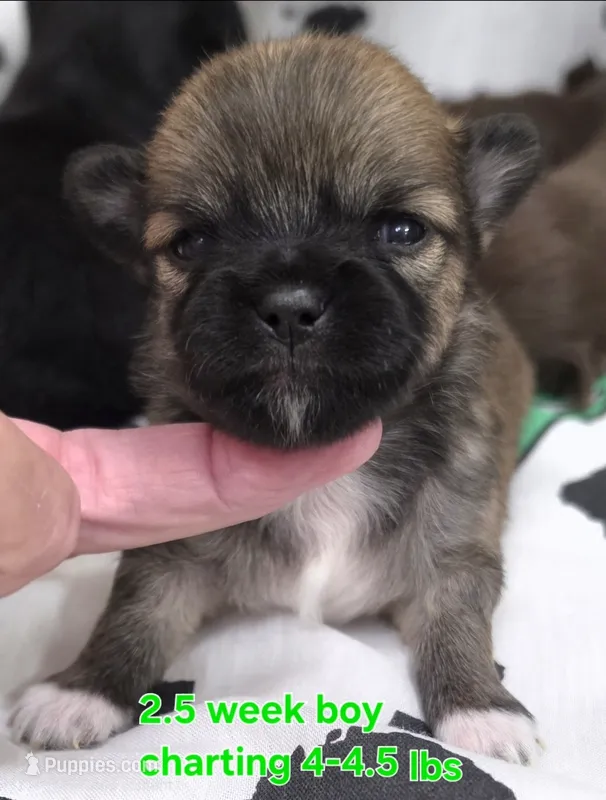 AKC LONGCOAT CHIHUAHUA GREEN BOY – Chihuahua puppy for sale in Canton, TX