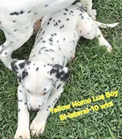 Dalmatian Yellow Boy, Lua, a male Dalmatian for sale in Canton, TX – 7 of 10