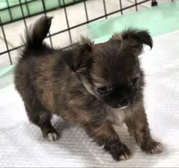 AKC Longcoat Chihuahua Girl , a female Chihuahua for sale in Canton, TX – 5 of 10