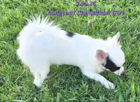 AKC Longcoat Chihuahua Girl , a female Chihuahua for sale in Canton, TX – 8 of 10