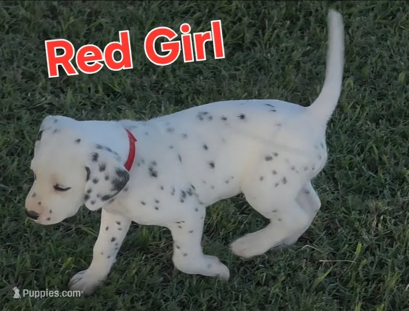 Dalmatian Red Girl, Lua – Dalmatian puppy for sale in Canton, TX