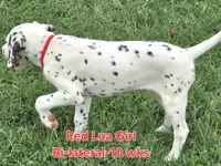 Dalmatian Red Girl, Lua, a female Dalmatian for sale in Canton, TX – 8 of 10