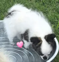 AKC Longcoat Girl Chihuahua , a female Chihuahua for sale in Canton, TX – 7 of 10
