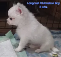 AKC Longcoat Chihuahua white boy, a male Chihuahua for sale in Canton, TX – 4 of 10