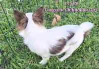 AKC Longcoat Girl Chihuahua , a female Chihuahua for sale in Canton, TX – 7 of 10