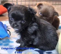 AKC Longcoat Chihuahua Blue Boy, a male Chihuahua for sale in Canton, TX – 2 of 10