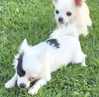 AKC Longcoat Chihuahua Girl , a female Chihuahua for sale in Canton, TX – 2 of 10