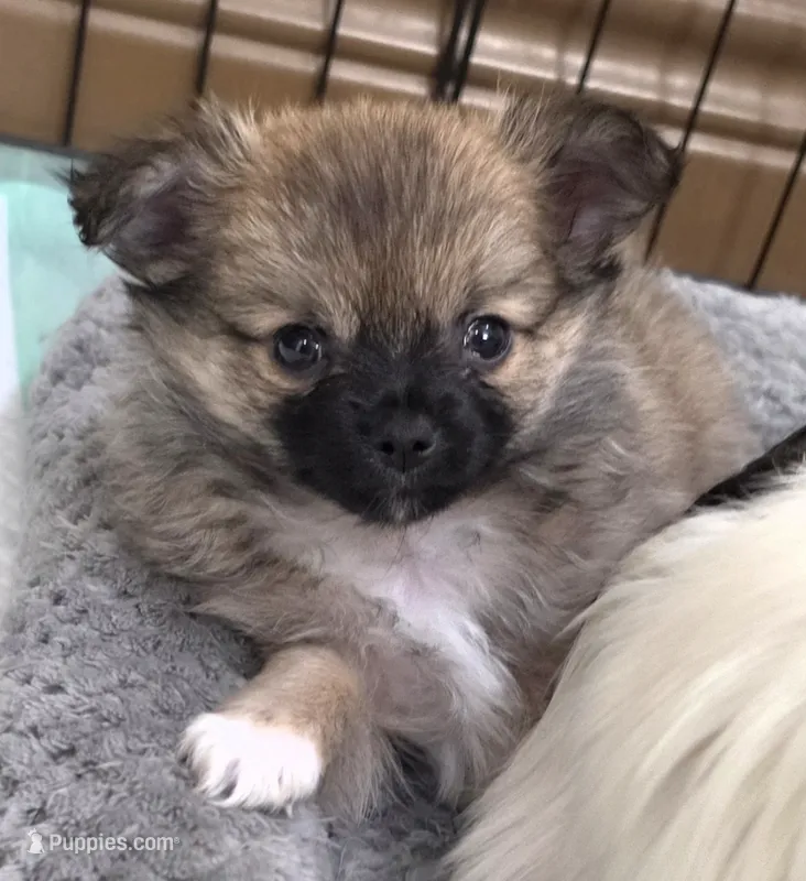 Akc Longcoat chihuahua boy  – Chihuahua puppy for sale in Canton, TX
