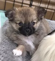 Akc Longcoat chihuahua boy , a male Chihuahua for sale in Canton, TX – 1 of 9