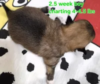 AKC LONGCOAT CHIHUAHUA GREEN BOY, a male Chihuahua for sale in Canton, TX – 8 of 8