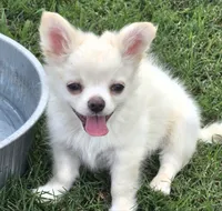 AKC Longcoat Chihuahua Boy, a male Chihuahua for sale in Canton, TX – 6 of 8