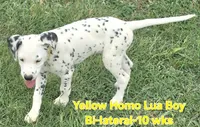 Dalmatian Yellow Boy, Lua, a male Dalmatian for sale in Canton, TX – 6 of 10