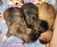 AKC Longcoat Chihuahua Girl , a female Chihuahua for sale in Canton, TX – Photo 8 of 10