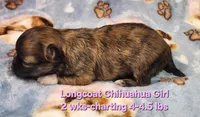 AKC Longcoat Chihuahua Girl , a female Chihuahua for sale in Canton, TX – Photo 6 of 10