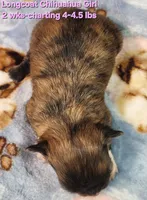 AKC Longcoat Chihuahua Girl , a female Chihuahua for sale in Canton, TX – Photo 7 of 10