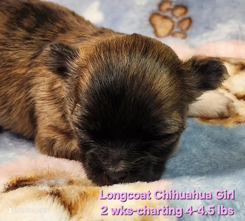 AKC Longcoat Chihuahua Girl  – Chihuahua puppy for sale in Canton, TX