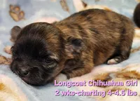 AKC Longcoat Chihuahua Girl , a female Chihuahua for sale in Canton, TX – Photo 3 of 10