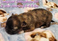 AKC Longcoat Chihuahua Girl , a female Chihuahua for sale in Canton, TX – Photo 4 of 10