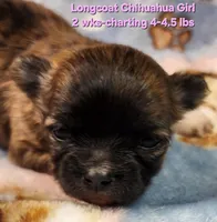 AKC Longcoat Chihuahua Girl , a female Chihuahua for sale in Canton, TX – Photo 2 of 10