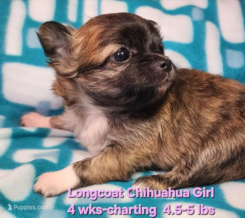 AKC Longcoat Chihuahua Girl  – Chihuahua puppy for sale in Canton, TX