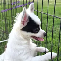 AKC Longcoat Chihuahua Girl , a female Chihuahua for sale in Canton, TX – 6 of 10