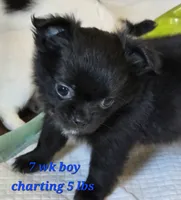 AKC Longcoat Chihuahua Boy , a male Chihuahua for sale in Canton, TX – 3 of 10