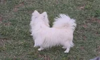 Longcoat Chihuahua Boy , a male Chihuahua for sale in Canton, TX – 2 of 10