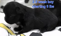 AKC Longcoat Chihuahua Blue Boy, a male Chihuahua for sale in Canton, TX – 4 of 9