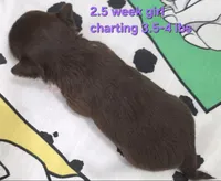 AKC LONGCOAT PURPLE GIRL , a female Chihuahua for sale in Canton, TX – 6 of 9