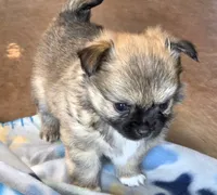 Akc Longcoat chihuahua boy , a male Chihuahua for sale in Canton, TX – 8 of 9