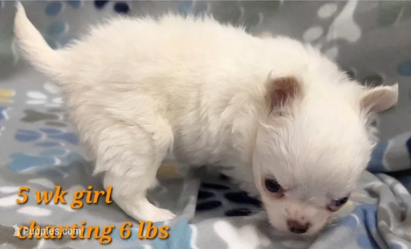 AKC Longcoat Thelma's Girl – Chihuahua puppy for sale in Canton, TX