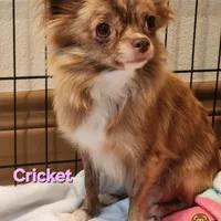 Longcoat Chihuahua Boy, a male Chihuahua for sale in Canton, TX – Photo 8 of 10