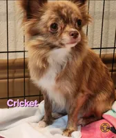 Longcoat Chihuahua Boy, a male Chihuahua for sale in Canton, TX – Photo 7 of 10