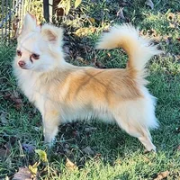 Longcoat Chihuahua Boy, a male Chihuahua for sale in Canton, TX – Photo 2 of 10