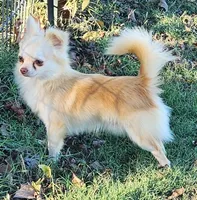 Longcoat Chihuahua Boy, a male Chihuahua for sale in Canton, TX – Photo 4 of 10