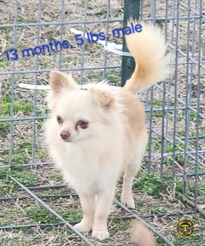 Longcoat Chihuahua Boy – Chihuahua puppy for sale in Canton, TX
