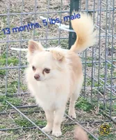 Longcoat Chihuahua Boy, a male Chihuahua for sale in Canton, TX – Photo 1 of 10
