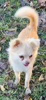 Longcoat Chihuahua Boy, a male Chihuahua for sale in Canton, TX – Photo 3 of 10