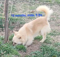 Longcoat Chihuahua Boy, a male Chihuahua for sale in Canton, TX – Photo 3 of 10