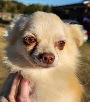 Longcoat Chihuahua Boy, a male Chihuahua for sale in Canton, TX – Photo 6 of 10