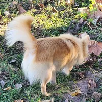 Longcoat Chihuahua Boy, a male Chihuahua for sale in Canton, TX – Photo 5 of 10