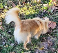 Longcoat Chihuahua Boy, a male Chihuahua for sale in Canton, TX – Photo 2 of 10