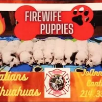 Longcoat Chihuahua Boy, a male Chihuahua for sale in Canton, TX – Photo 9 of 10