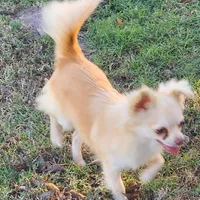 Longcoat Chihuahua Boy, a male Chihuahua for sale in Canton, TX – Photo 6 of 10