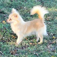 Longcoat Chihuahua Boy, a male Chihuahua for sale in Canton, TX – Photo 4 of 10