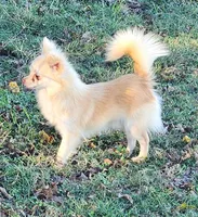 Longcoat Chihuahua Boy, a male Chihuahua for sale in Canton, TX – Photo 1 of 10